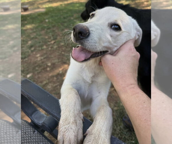 Medium Photo #3 Labrador Retriever-Unknown Mix Puppy For Sale in OKLAHOMA CITY, OK, USA