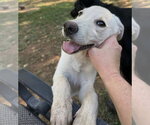 Small #2 Labrador Retriever Mix