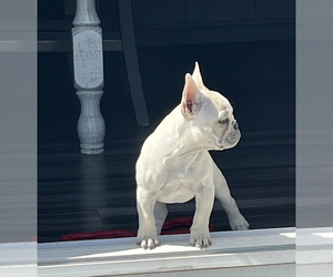 French Bulldog Puppy for sale in HUDSON, CO, USA