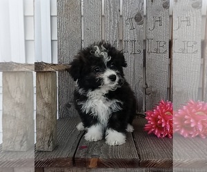Miniature American Shepherd-Poodle (Miniature) Mix Puppy for sale in FREDERICKSBURG, OH, USA