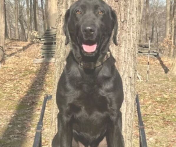 Medium Photo #1 Labrador Retriever Puppy For Sale in REXFORD, NY, USA