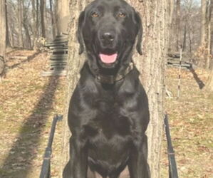 Father of the Labrador Retriever puppies born on 07/14/2026