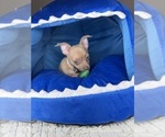 Small #2 Chihuahua