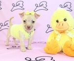 Small Photo #19 Chihuahua Puppy For Sale in LAS VEGAS, NV, USA