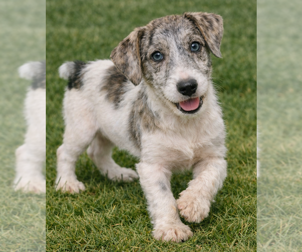 Medium Photo #2 Jack Russell Terrier Puppy For Sale in Grovertown, IN, USA