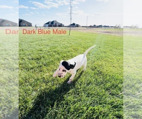 Medium Photo #43 Dalmatian Puppy For Sale in AMARILLO, TX, USA