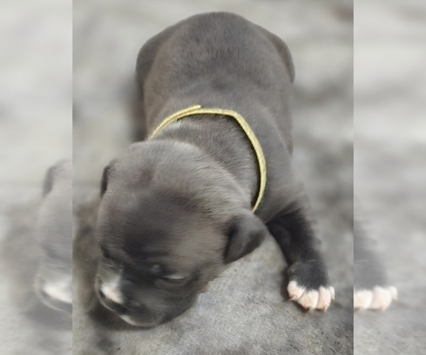 Medium Photo #22 American Bully Puppy For Sale in KISSIMMEE, FL, USA