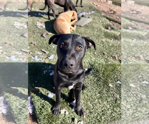 Medium Photo #4 Labrador Retriever-Unknown Mix Puppy For Sale in Tracy City, TN, USA