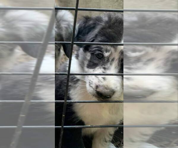 Medium Photo #10 Border-Aussie Puppy For Sale in MIDDLEBORO, MA, USA