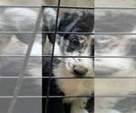 Puppy Puppy 3 Border-Aussie