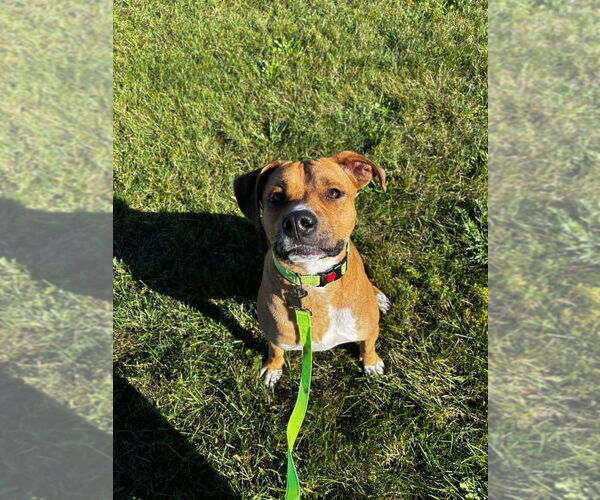 Medium Photo #2 Mutt Puppy For Sale in South Bend, IN, USA