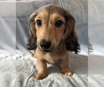 Small #2 Dachshund