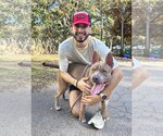 Small #3 American Staffordshire Terrier Mix