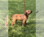Small #1 Mutt