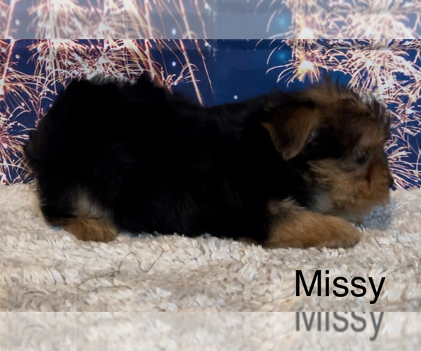 Medium Photo #6 Yorkshire Terrier Puppy For Sale in AZLE, TX, USA