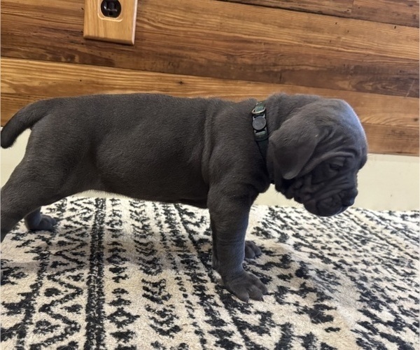 Medium Photo #3 Cane Corso Puppy For Sale in BARBOURSVILLE, VA, USA