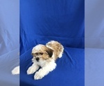 Small Photo #4 Shih Tzu-Unknown Mix Puppy For Sale in TUCSON, AZ, USA