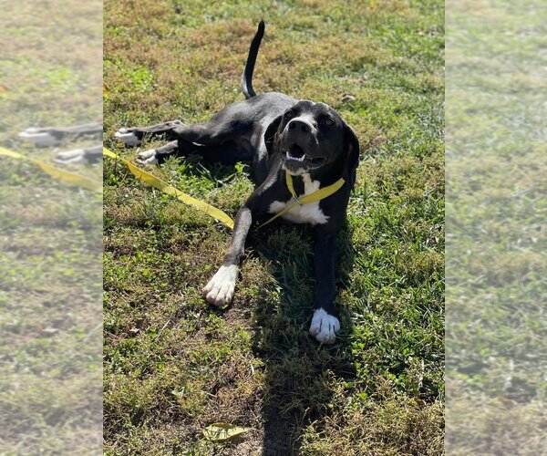Medium Photo #1 Great Dane-Labrador Retriever Mix Puppy For Sale in Godfrey, IL, USA