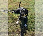 Small Great Dane-Labrador Retriever Mix
