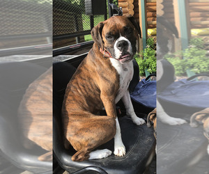 Mother of the Boxer puppies born on 05/02/2025