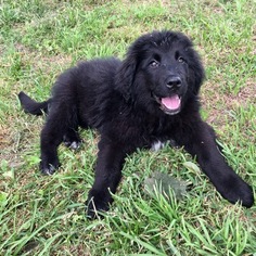 Newfoundland Puppy for sale in HOUSTON, TX, USA