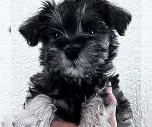 Schnauzer (Miniature) Puppy for Sale in BOISE, Idaho USA