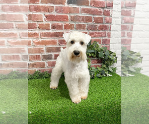 Schnauzer (Miniature) Puppy for sale in SYRACUSE, IN, USA