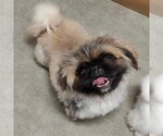 Small Photo #1 Pekingese Puppy For Sale in St. Louis Park, MN, USA