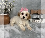 Small #1 Cavapoo (Standard)