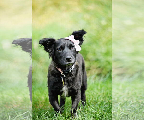 Medium Photo #12 Colonial Cocker Spaniel-Unknown Mix Puppy For Sale in Sandy, UT, USA