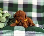 Small Photo #8 Poodle (Toy) Puppy For Sale in KINZERS, PA, USA