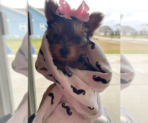 Yorkshire Terrier Puppy for sale in GREENWOOD, IN, USA