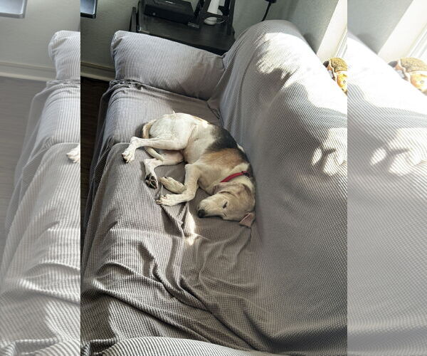 Medium Photo #3 Beagle Puppy For Sale in Tampa, FL, USA