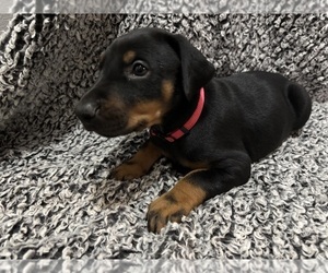 Medium Doberman Pinscher