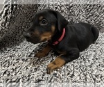 Puppy Rose Doberman Pinscher