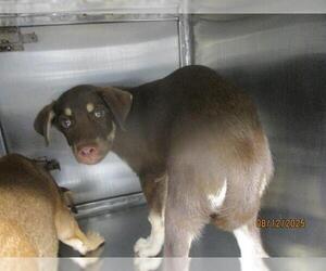 Mutt Dogs for adoption in Oklahoma City, OK, USA