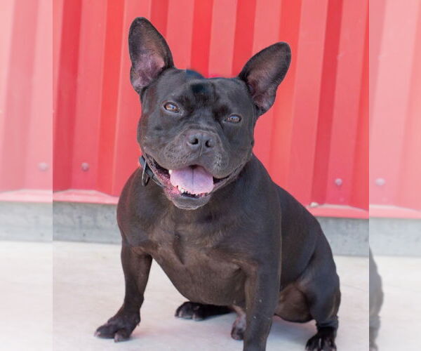 Medium Photo #3 French Bulldog-Unknown Mix Puppy For Sale in Tracy, CA, USA