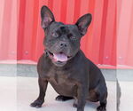 Small Photo #3 French Bulldog-Unknown Mix Puppy For Sale in Tracy, CA, USA