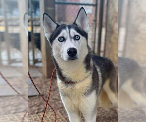 Siberian Husky-Unknown Mix Dogs for adoption in Matawan, NJ, USA