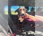 Small Labrador Retriever Mix
