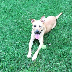 Labrador Retriever-Unknown Mix Dogs for adoption in HOUSTON, TX, USA