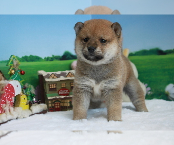 Medium Photo #2 Shiba Inu Puppy For Sale in SACRAMENTO, CA, USA