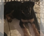 Small Photo #3 Shepweiller Puppy For Sale in ORLANDO, FL, USA