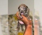 Small #3 American Bully