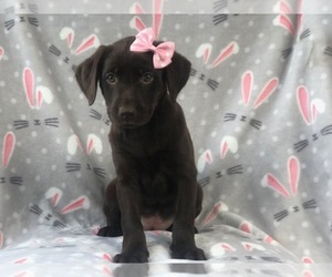 Labrador Retriever Puppy for sale in LAKELAND, FL, USA