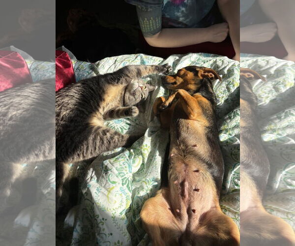 Medium Photo #4 Chiweenie Puppy For Sale in St. Louis Park, MN, USA