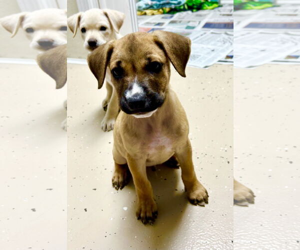 Medium Photo #2 Rhodesian Ridgeback-Unknown Mix Puppy For Sale in Fenton, MO, USA