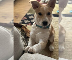 Labrador Retriever-Unknown Mix Dogs for adoption in Marine City, MI, USA