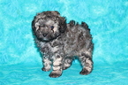 Small Photo #1 Poodle (Toy) Puppy For Sale in GRAY, LA, USA