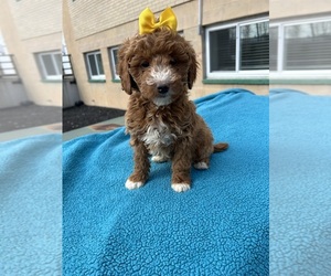 Goldendoodle (Miniature) Puppy for sale in RANDOLPH, MA, USA